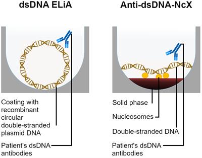 Comparative analysis of contemporary anti-double stranded DNA antibody assays for systemic lupus erythematosus